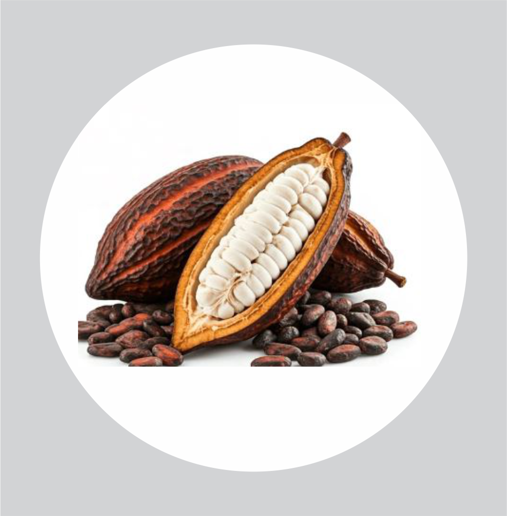 Cocoa seeds