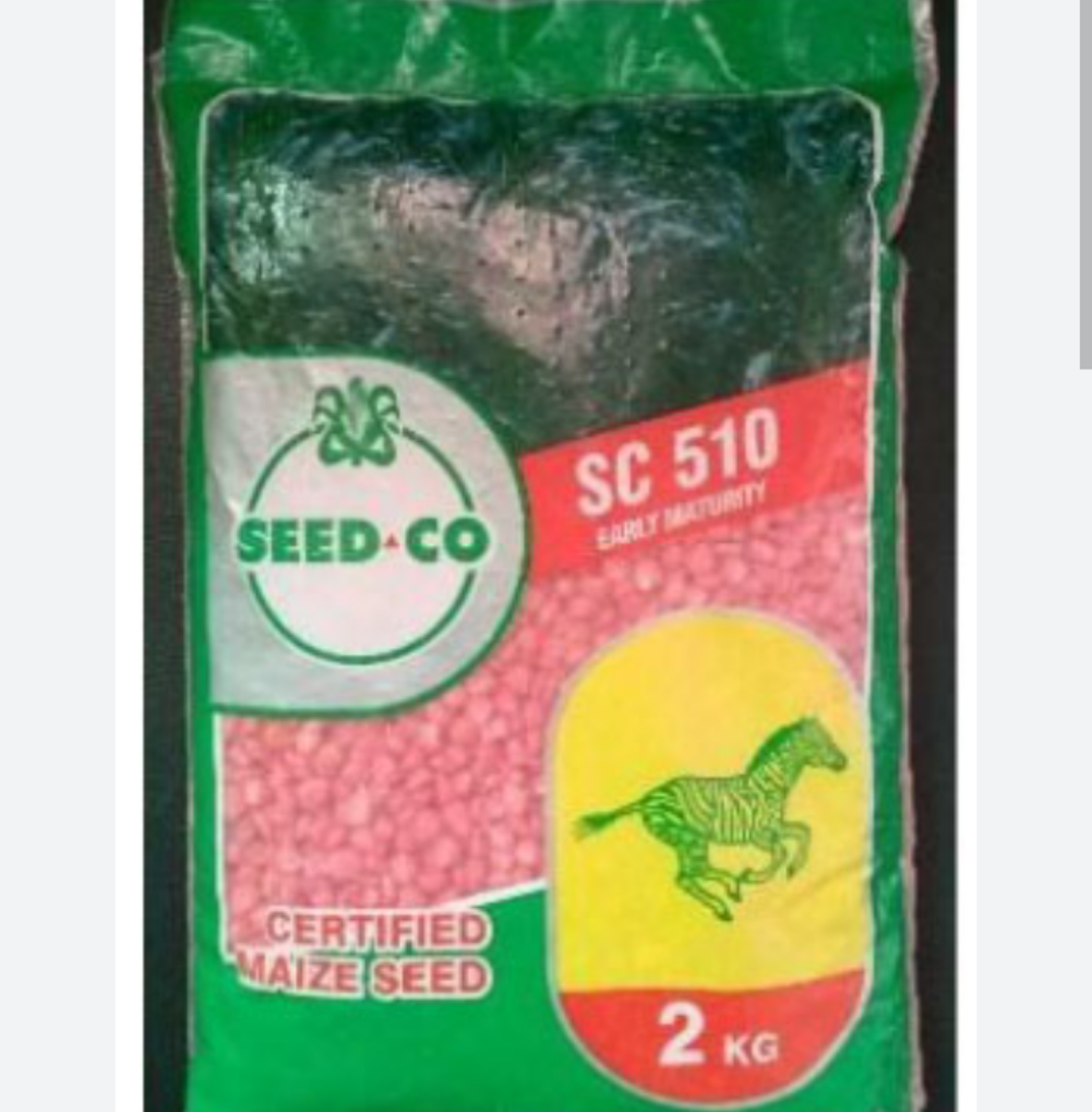 Seedco Maize Hybrid Seeds | SC 510 | 2kg | High-Yielding
